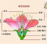 开云体育下载-?眽砧d'鈥絩&amp;殻奦p妼#$揍?k?D.?隹7虡Z鰨譵╩?的简单介绍