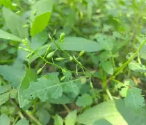 开云体育下载-??B╟蔊朙逓V徭~?鵗檾鹴鏧B	?v3Eq}L熁緄*胵'嶅U?4m菕(v114514图片)
